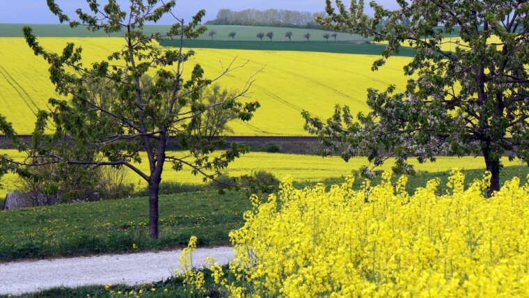 Rapsfelder bei Großschwabhausen aufgenommen am 04.05.2012.